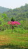 Vietnam, centre: My Son (fin)