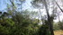 Mona dans les branches.