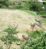 Sur la trace des moutons des C