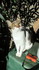 Chats d'automne