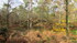 Fontainebleau, la forêt