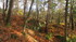 Fontainebleau, la forêt
