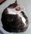 Chats d'hiver