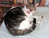 Chats d'hiver