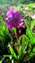Fleurs et fruits d'hiver