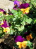 Fleurs et fruits d'hiver