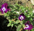 Fleurs et fruits d'hiver