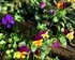 Fleurs et fruits d'hiver