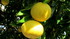 Fleurs et fruits d'hiver