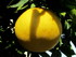 Fleurs et fruits d'hiver