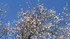 jardin d'hiver, vraiment?