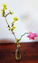 Orchidées