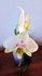 Orchidées