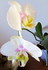 Orchidées