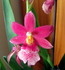 Orchidées