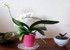 Orchidées