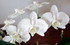 Orchidées