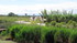 En Camargue