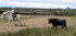 En Camargue