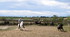 En Camargue