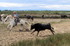 En Camargue