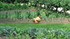 Parc de Bagatelle (suite)