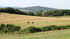 Collines autour d'Uzès