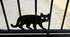 D'un chat et de quelques autre