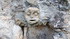 Le Gardon de Mialet