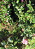 Au jardin