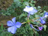 Au jardin