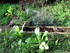 Au jardin