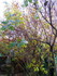 Au jardin