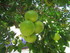 Au jardin