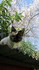 Chats de février