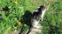 Chats de février
