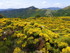 En Lozère (1)