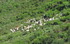 Transhumance en Cévennes (1)