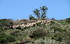 Transhumance en Cévennes (1)