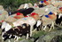 Transhumance en Cévennes (2)