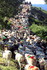 Transhumance en Cévennes (2)