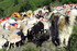 Transhumance en Cévennes (2)