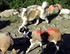 Transhumance en Cévennes (2)