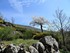 Le Pont de Montvert: fleurs