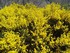 Le Pont de Montvert: fleurs