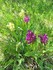 Le Pont de Montvert: fleurs