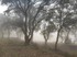 Banyuls, dans le brouillard, 2