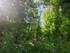 Le bois des Noyers