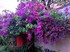 Le bougainvillier