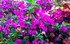 Le bougainvillier